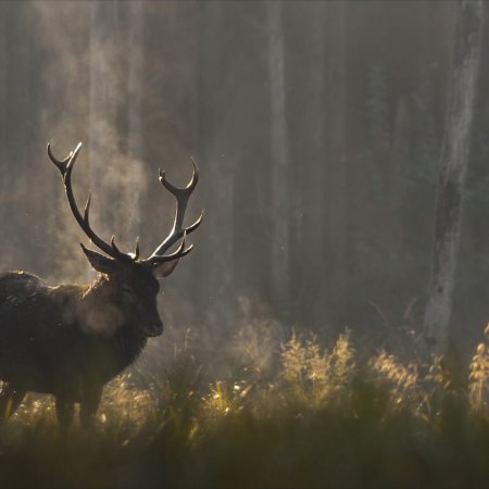 Das-Flustern-der-Walder_Still-17_©Vincent-Munier