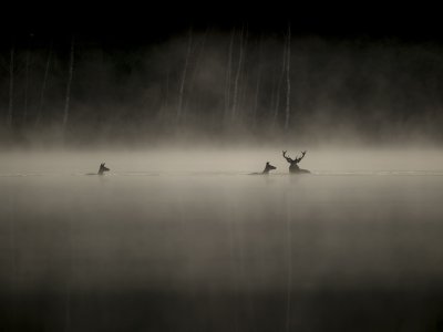 Das-Flustern-der-Walder_Still-1_©Vincent-Munier