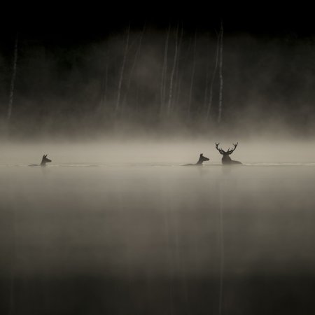 Das-Flustern-der-Walder_Still-1_©Vincent-Munier
