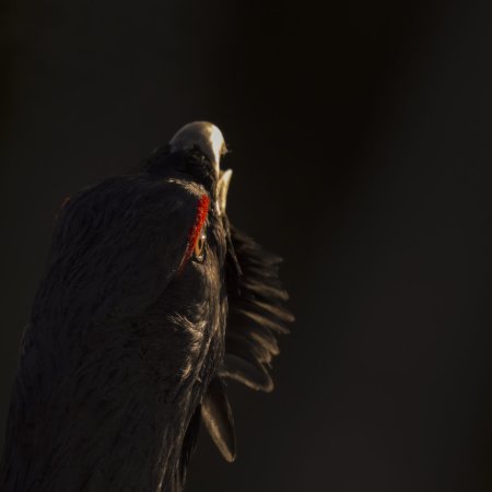 Das-Flustern-der-Walder_Still-2_©Vincent-Munier