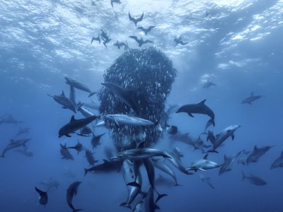 Ocean With David Attenborough baitball Keith Scholey ©Silverback Films and Open Planet Studios