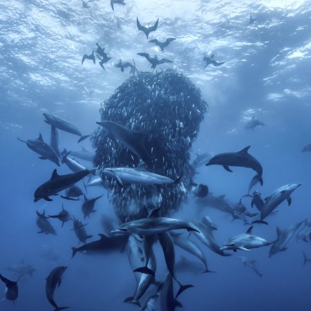 Ocean With David Attenborough baitball Keith Scholey ©Silverback Films and Open Planet Studios