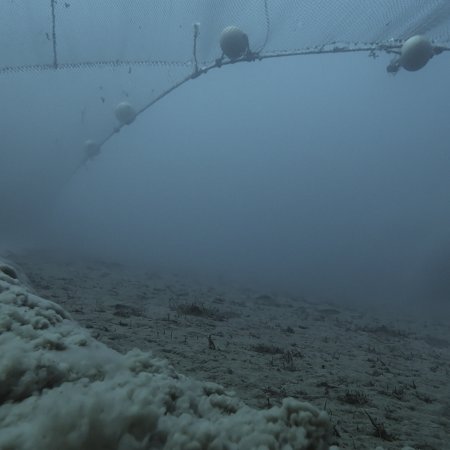 OceanWithDavidAttenborough TrawlingUnderwater