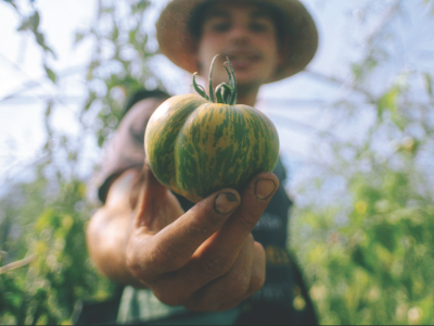 TIAN Still-alex-tomate-300dpi_CMYK_shadow ©TIAN