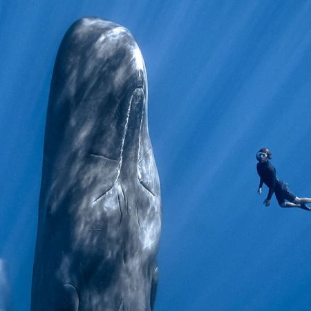 patrickandthewhale_still_vertical_01-2 ©Polyfilm